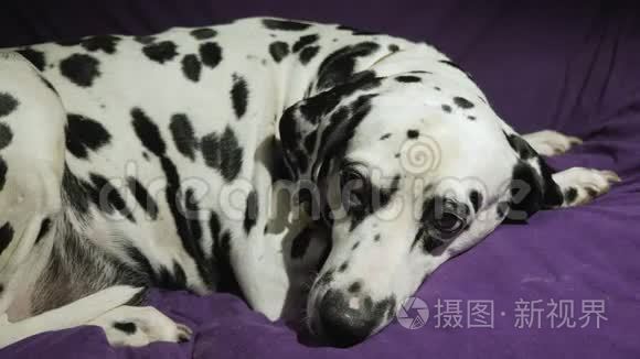 达尔马提亚犬只靠软布生存视频