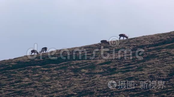 年轻的红鹿在苏格兰的一个格伦，凯恩斯NP的季节车辙中战斗。