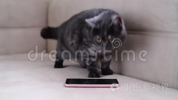 猫在智能手机旁边不停地活动