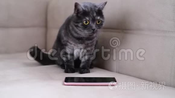 猫在智能手机旁边不停地活动视频