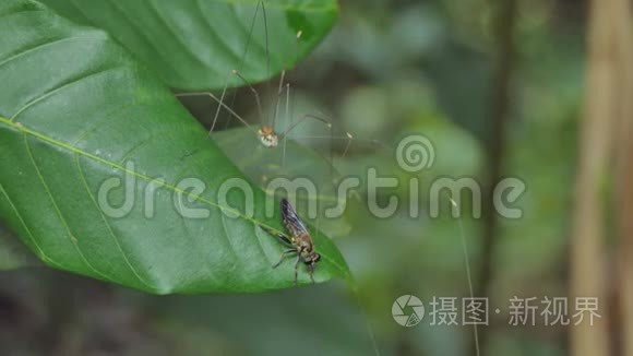 收割者试图捕捉苍蝇视频