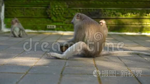 雄性猕猴试图撞击椰子