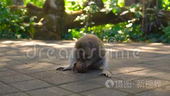 雄性猕猴试图撞击椰子视频