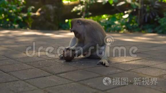 雄性猕猴试图撞击椰子视频