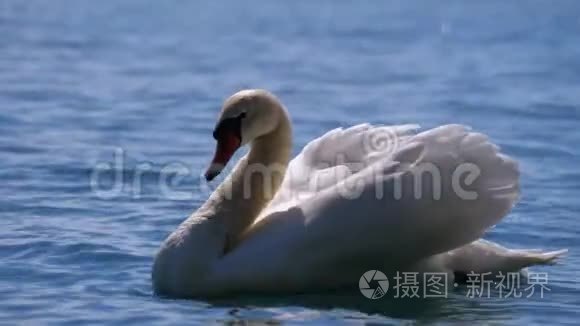 巨大的白天鹅游在清澈的山湖里，清澈的蓝水。 瑞士