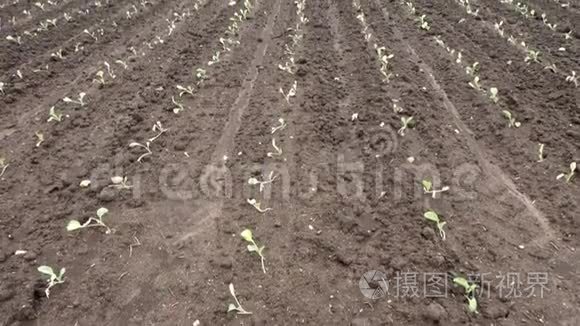 种植卷心菜的农业农场。 年轻的芽在一片大片的田野上生长