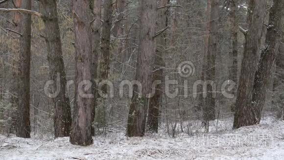 装饰树木背景下的大雪
