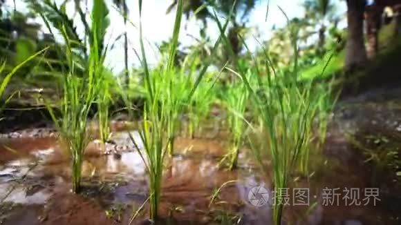 生长在葱郁的水稻稻田上的水稻植株上的鲜芽种子..
