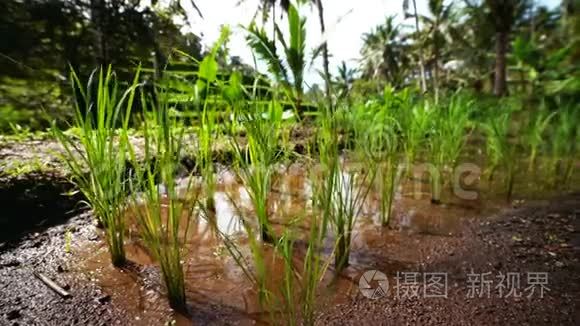 生长在葱郁的水稻稻田上的水稻植株上的鲜芽种子..