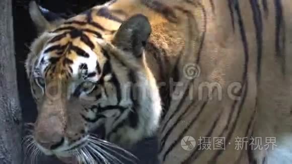 在动物园里，近距离观察老虎的脸和皮肤的身体