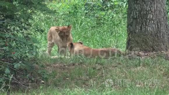 两只小狮子幼崽在玩视频