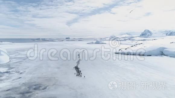 企鹅群迁徙海岸鸟瞰图视频
