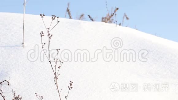 冬天的风景有雪树视频