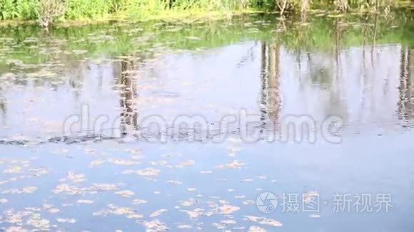蛇漂浮在池塘里视频