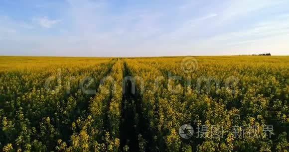 飞过一片黄花视频