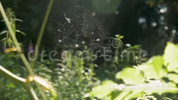 在日落时在田野的花朵上上网。