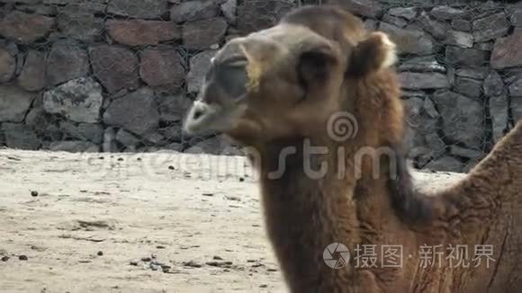动物园里的哺乳动物骆驼视频