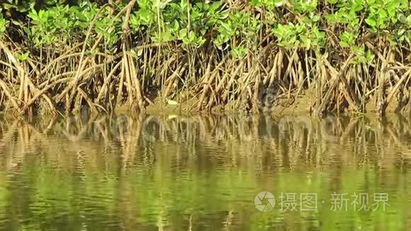 绿色水面上的涟漪和红树林的根视频