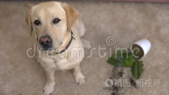 有趣的拉布拉多猎犬坐在破碎的盆栽植物附近，淘气的宠物