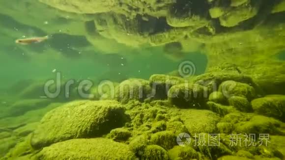 水下河流与鱼的镜头视频