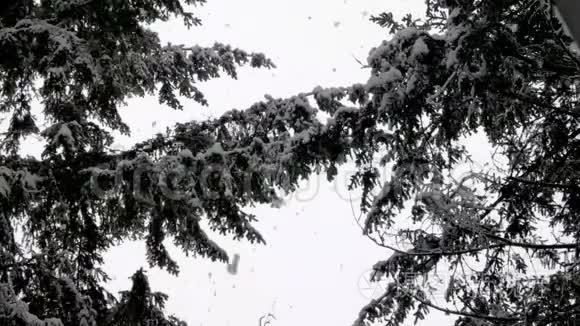 降在森林树枝上的大雪视频