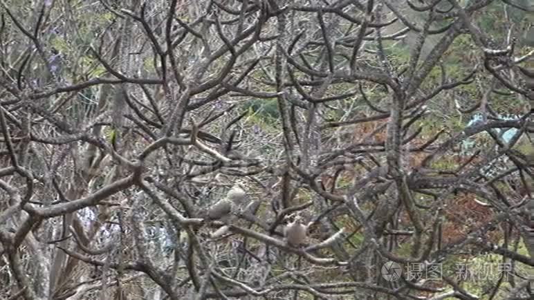 一棵佛兰吉帕尼树上的地面鸽子视频