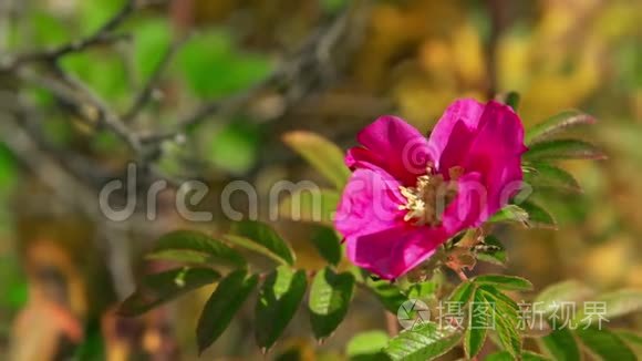 野花玫瑰的玫瑰花在风中摇曳. 美丽的粉红色花瓣。