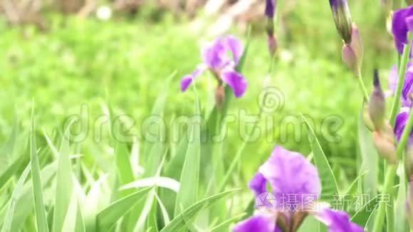 紫色的花朵在绿草的映衬下绽放视频