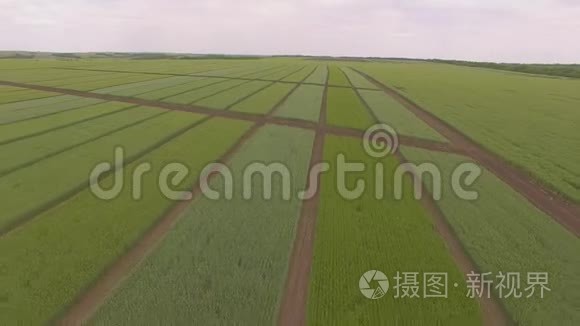 从空中拍摄的绿色麦田视频