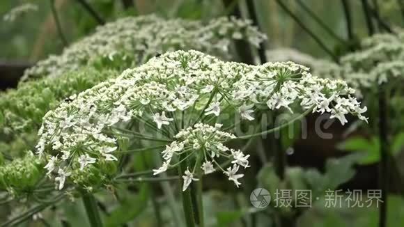 昆虫饮用来自森林花的花蜜视频