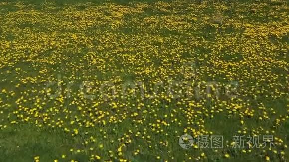 夏天的蒲公英草地视频