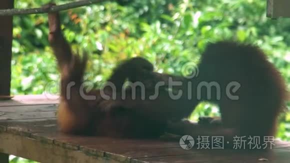 小猩猩在游乐场视频