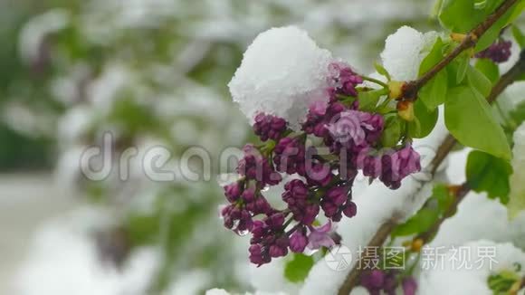 紫罗兰花满了雪视频