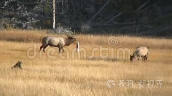 麋鹿号视频