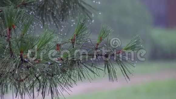 特写雨滴落在小路上夏天的雨雷雨松林里的大雨公园大滴水视频的预览图