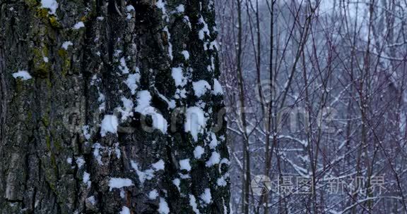 森林里的雪和风视频