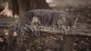 猫没有家素材视频素材 猫没有家素材视频模板下载 摄图网视频库