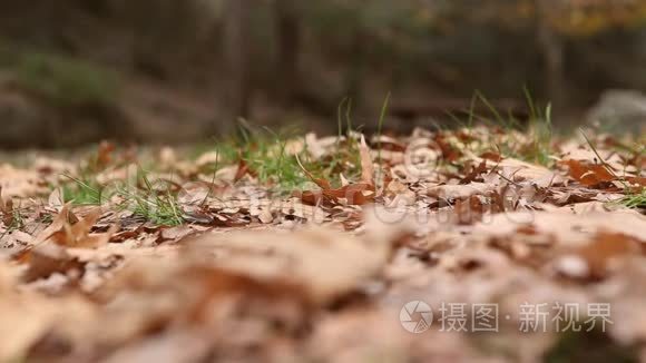 秋天美丽的落叶视频
