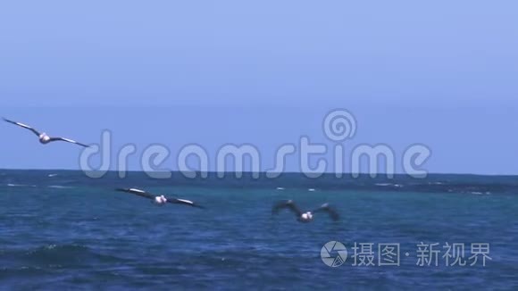 海鸥在海洋上空飞翔视频