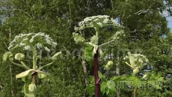 草地上巨大的牛蛇视频