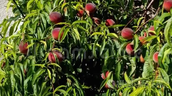 桃树，果实在花园里生长。