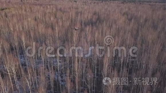 空中观看黑色四翼飞机在树顶上空飞行，拍摄冬季或春季森林的录像