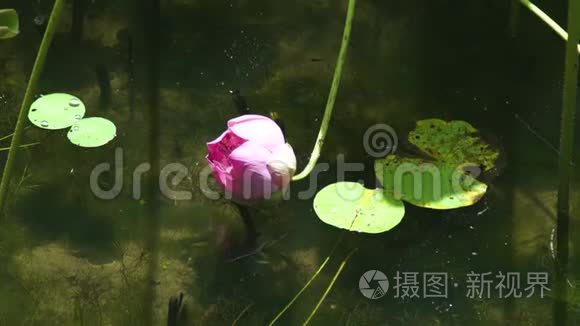 池塘水面上粉红盛开的莲花。 湖上美丽的睡莲花..