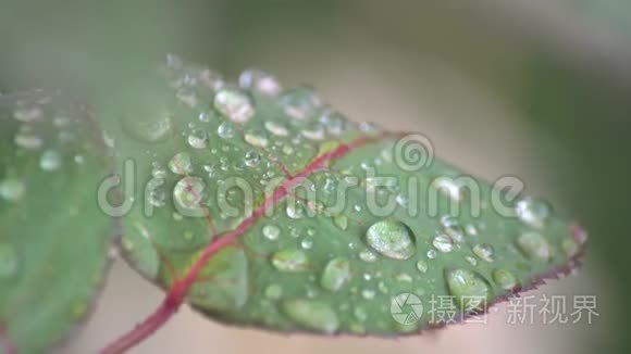 雨天的玫瑰叶视频