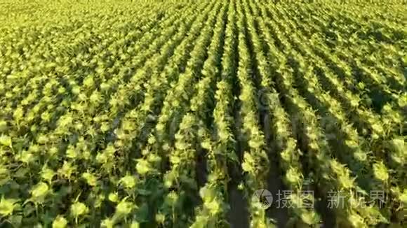 斜向日葵田的鸟瞰图视频