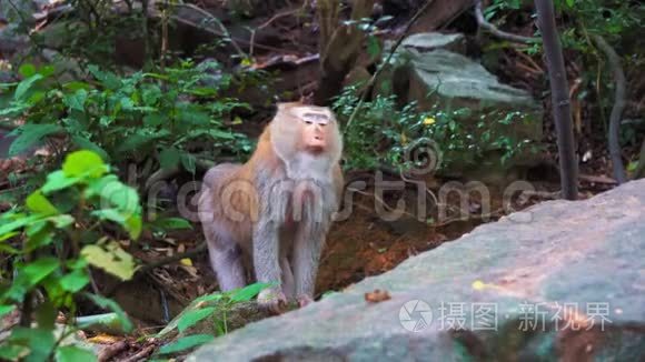 猴子站在雨林的岩石上。 丛林，野生猴子的栖息地