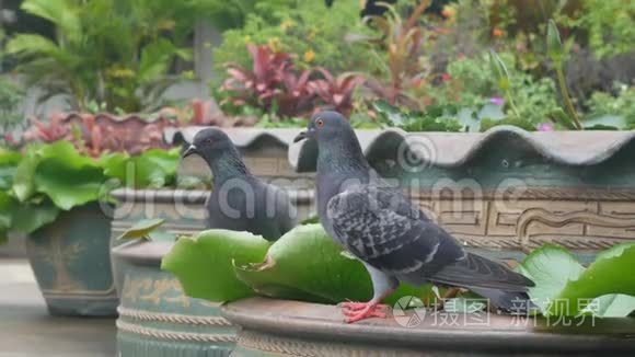 在鱼塘里吃食物和水