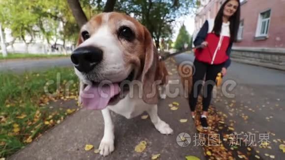 秋天公园的女孩和小猎犬在散步