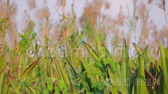 大自然中的绿色蜜蜂和东方鸟视频