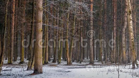 森林里的雪